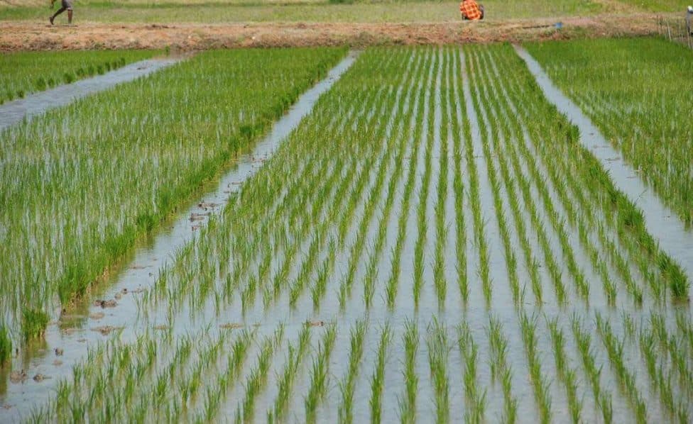 Rice Farm Survey & Irrigation Planning (North-Central Nigeria)